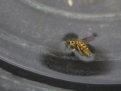 Suicidal Wasp