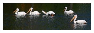 u38/isopix/medium/40256816.IMG_5108.jpg