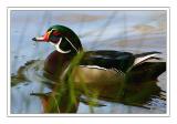 Wood Duck