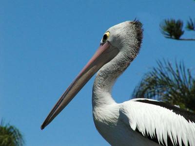 Norfolk Pine Pelican4.jpg