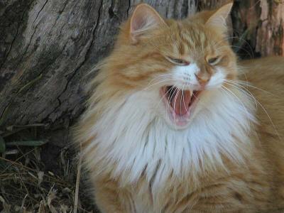 Bobcat pose copymq.jpg