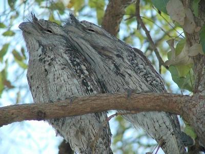 Frogmouth Owls4 copy.jpg