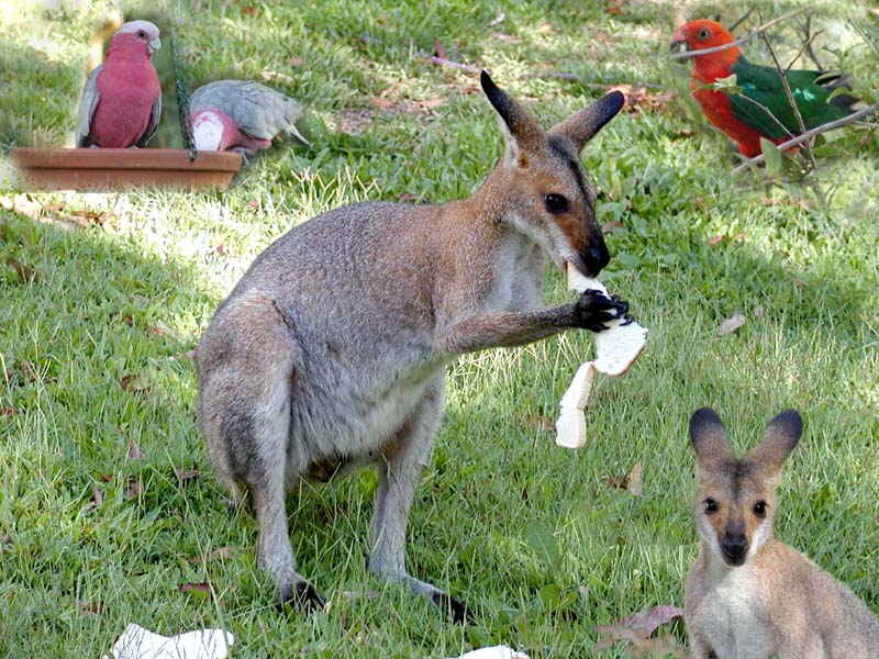Aussie Composite.jpg