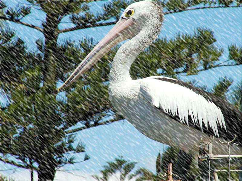 Pelican-in-blizzard.gif