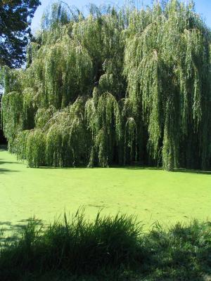 Green Swamp