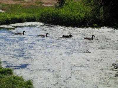 Green Swamp with Ducks