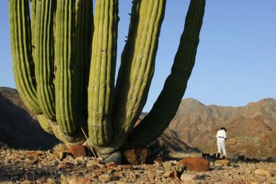 u38/jackswenson/medium/32389710.BigCactus5945.jpg