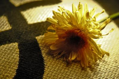 u38/jajlo/medium/40260786.IMG_0010.jpg