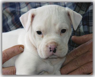 u38/jarrell/medium/24813919.dixiewithk.jpg