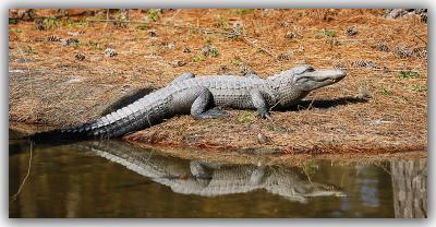 u38/jarrell/medium/25080199.gator.jpg