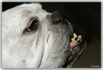 u38/jarrell/medium/25283793.izzycloseup.jpg