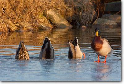 Mallards