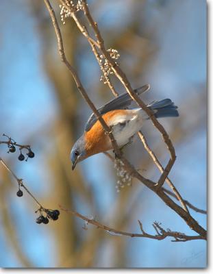 Eastern Bluebird