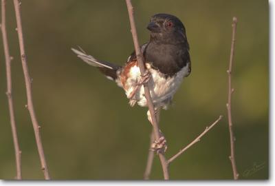 Eastern Towhee