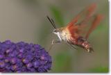<!-- CRW_3487.jpg -->Hummingbird Moth
