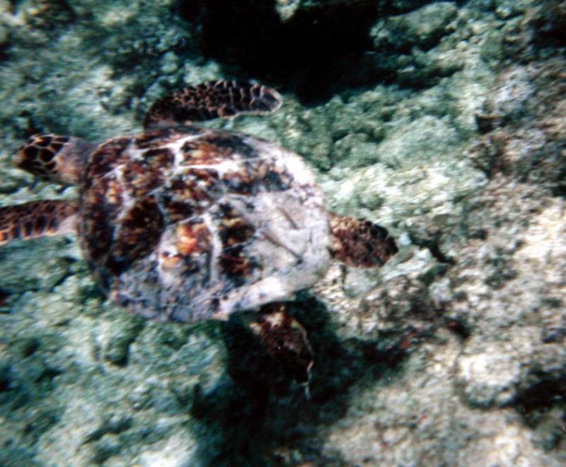 Belize_turtle.jpg