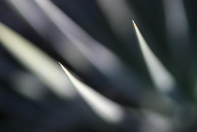 Yucca Plant
Another shot to show the narrow depth of field that can be attained with the Canon 100mm f2.8 Macro lens. The tips of the yucca plant are in focus, but that's about it!