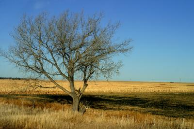The One Tree
Along Highway 24 east of Colorado Springs...  (this image was shot at 75mph out the side window)