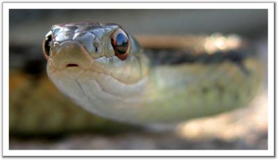 Garter Snake