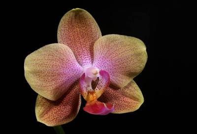 Orange Orchid 2.jpg