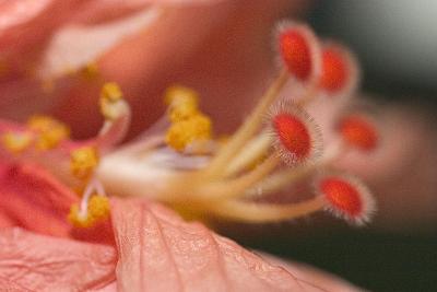 Close-up shots of flowers with MP-E