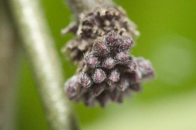 CRW_7327w.jpg