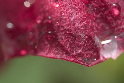CRW_7370w.jpg