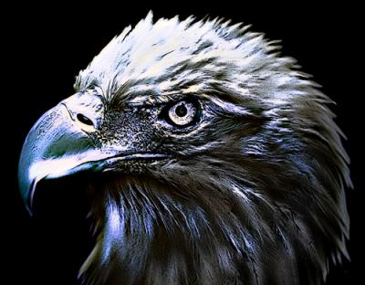 Eagle-03