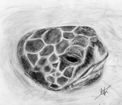 turtle-1
