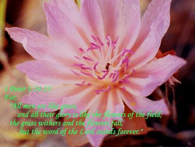 1 Peter 1 24_25