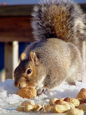 Yummm, Walnuts!