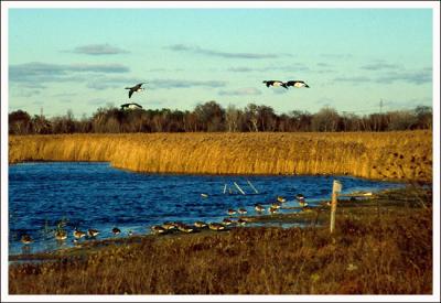 West Pond-NY wildlife refuge