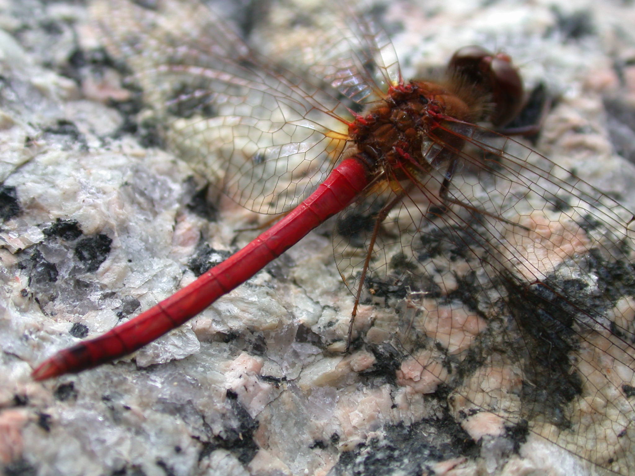 New England Dragonfly