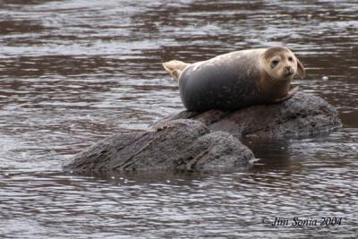 Seal in Merrimack River, West Newbury
