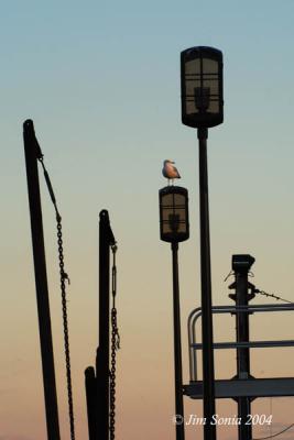 Gull on Light- Boardwalk, Newburyport
