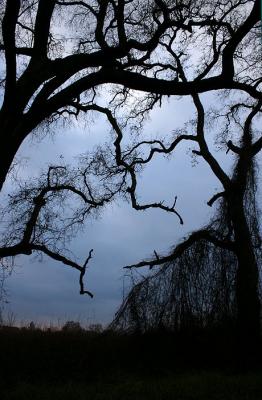 Trees
