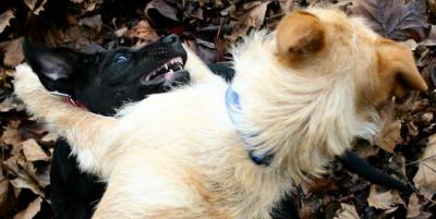 Bear and Brody