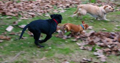 Tag in the back yard!
