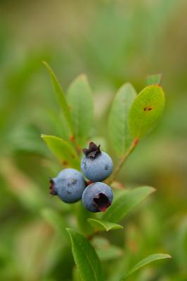 Maine Wild Blueberries