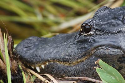 Alligator