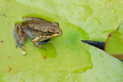 Frog on a Lilly Pad