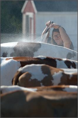 Cow Wash