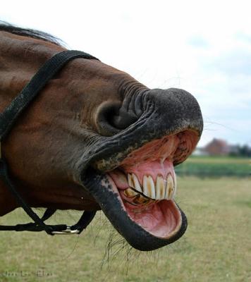 Fabie's laugh