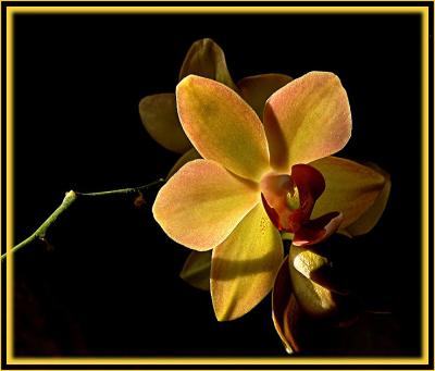 u38/jlm/medium/31872425.orchidcadre22.jpg