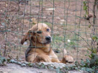 Le petit chien de Saint-Chels