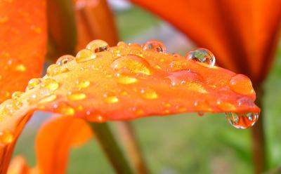 Orange flower w. raindrops