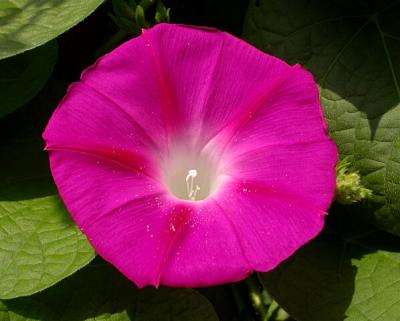 Morning Glory and More