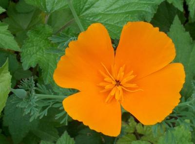 California Poppy.