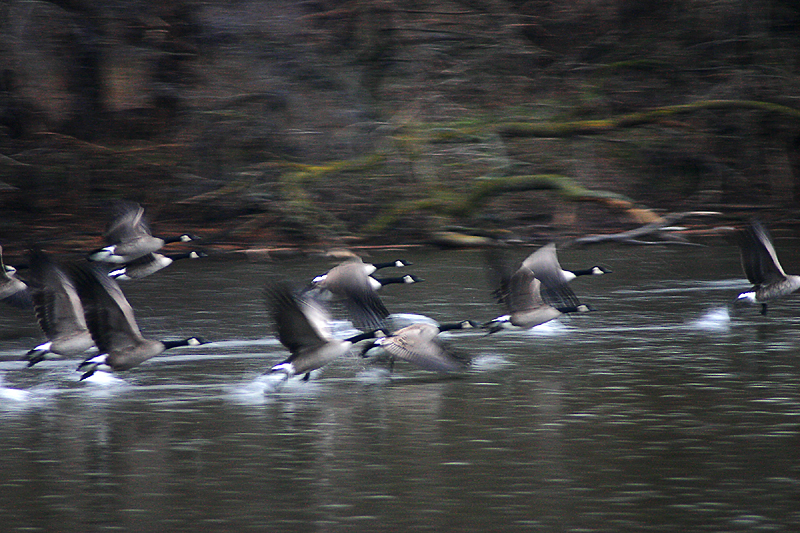 Geese