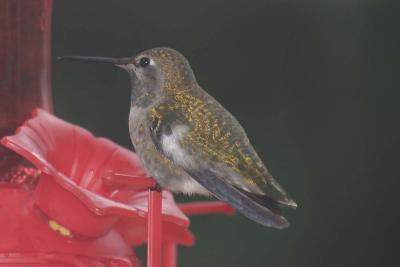Hummingbird - Break Time